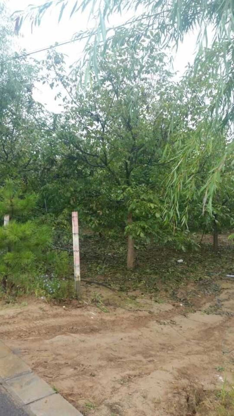 陕西省黄龙县中国核桃之乡，品种香玲核桃，皮薄，有油脂。