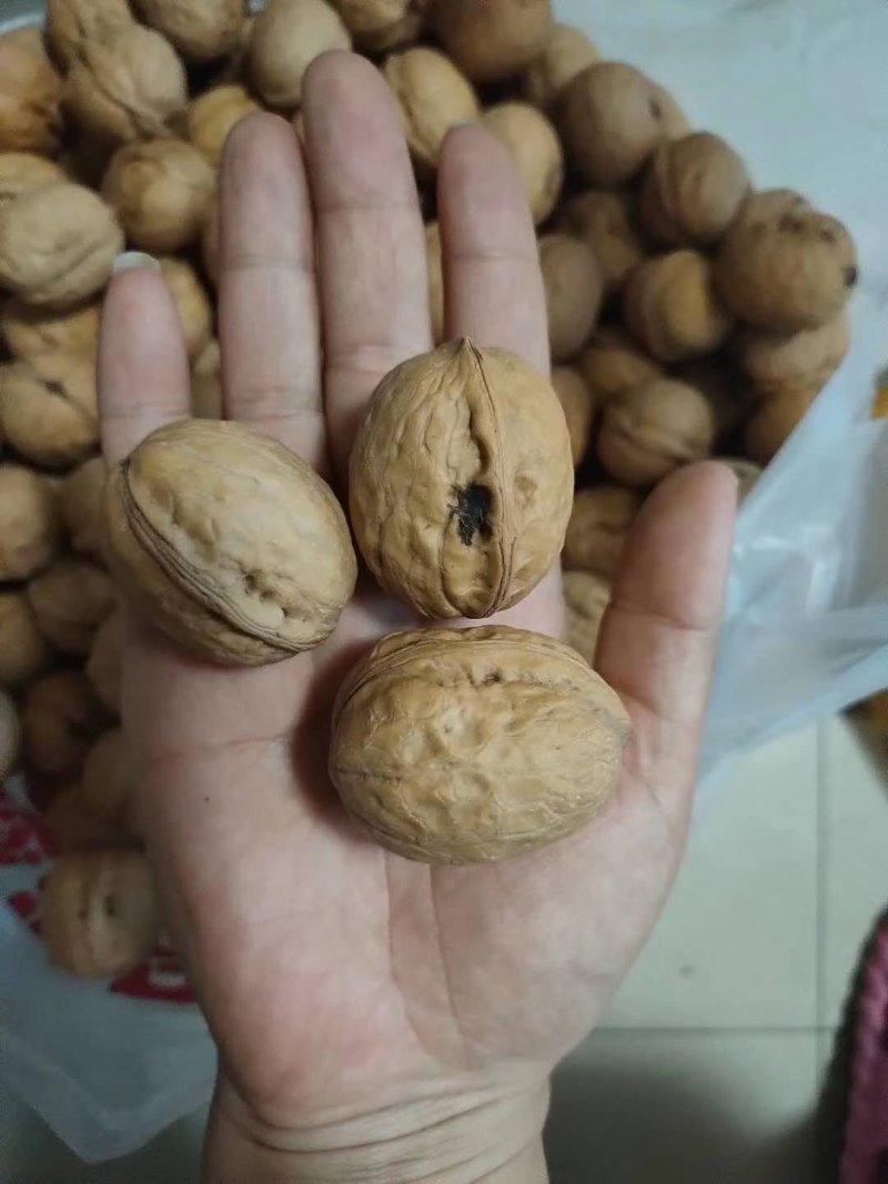 陕西省黄龙县中国核桃之乡，品种香玲核桃，皮薄，有油脂。