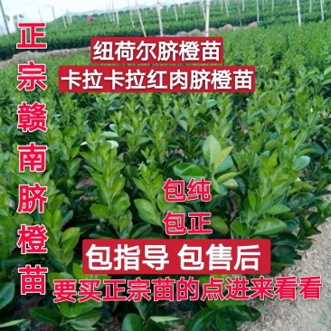 江西赣州赣南脐橙苗纽荷尔脐橙苗卡拉卡拉红肉脐橙苗