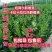 江西赣州赣南脐橙苗纽荷尔脐橙苗卡拉卡拉红肉脐橙苗