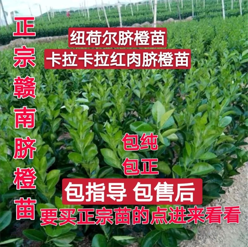 江西赣州赣南脐橙苗纽荷尔脐橙苗卡拉卡拉红肉脐橙苗