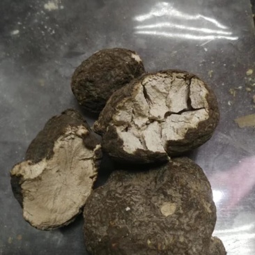 云南野生松树茯苓量非常少一手货源