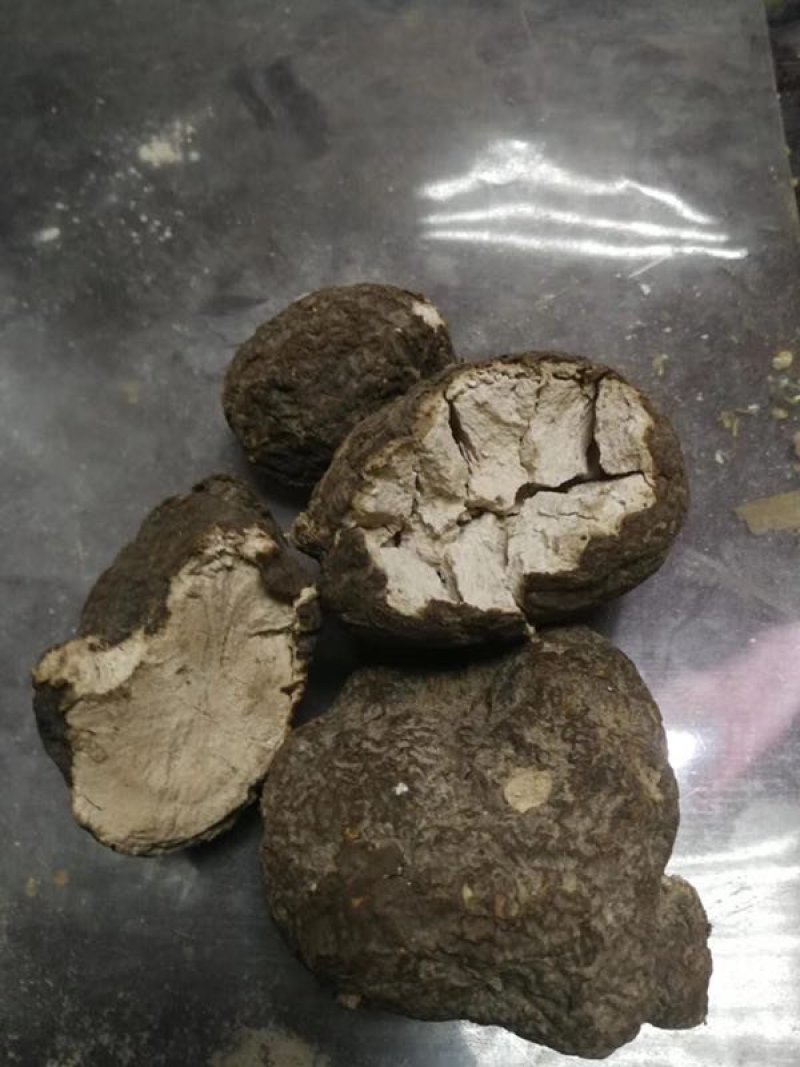云南野生松树茯苓量非常少一手货源