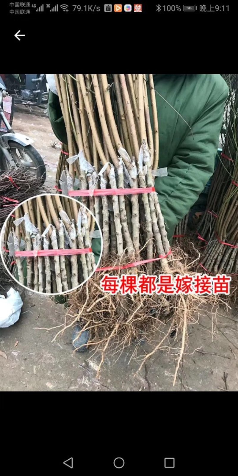 黑桃皇后嫁结苗品种保证