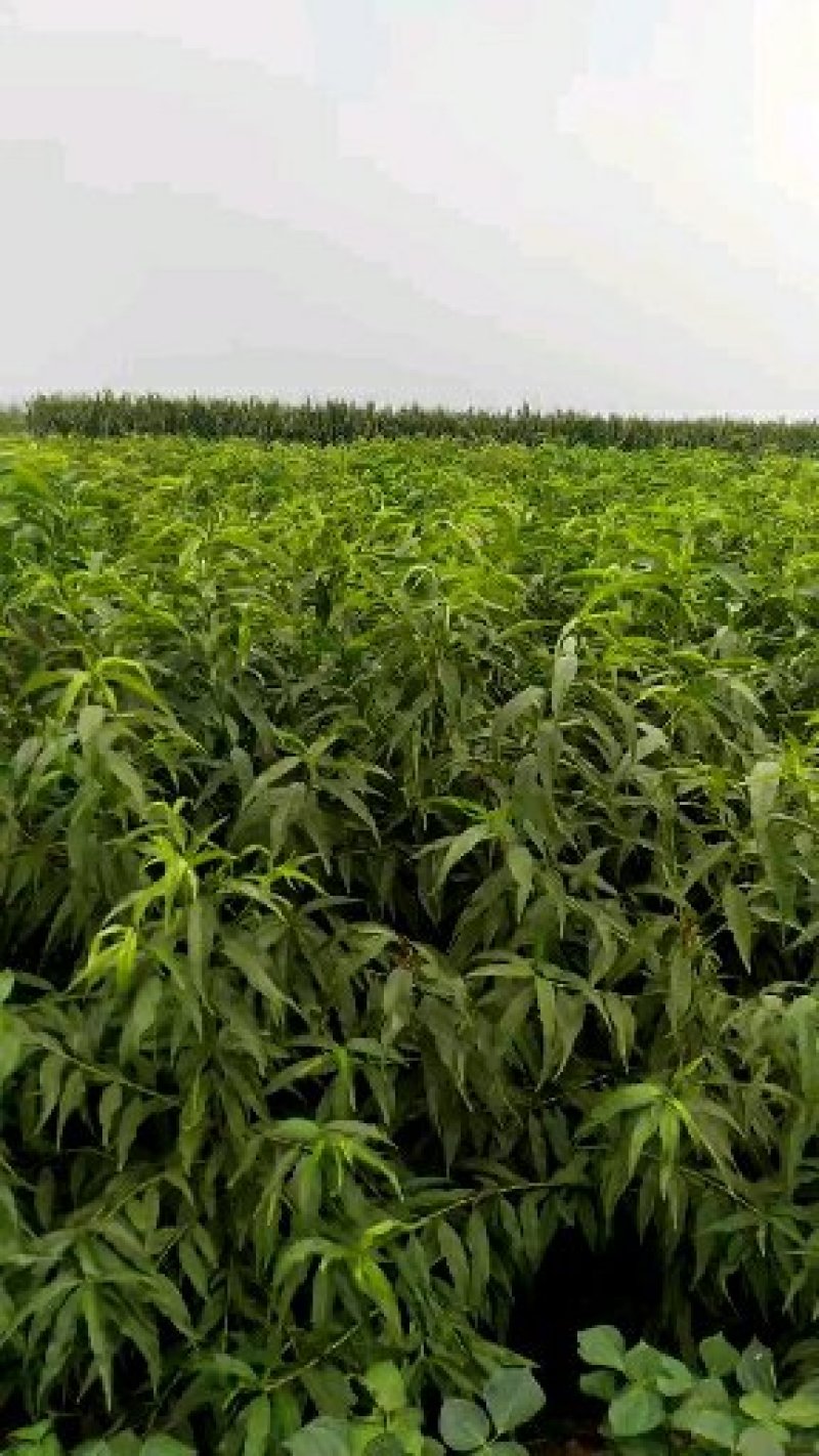 黑桃皇后嫁结苗品种保证