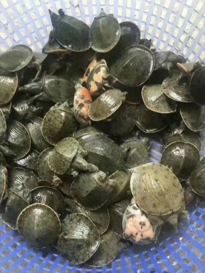 中华鳖小甲鱼苗大苗100只水鱼苗王八团鱼苗外塘养殖龙饲料