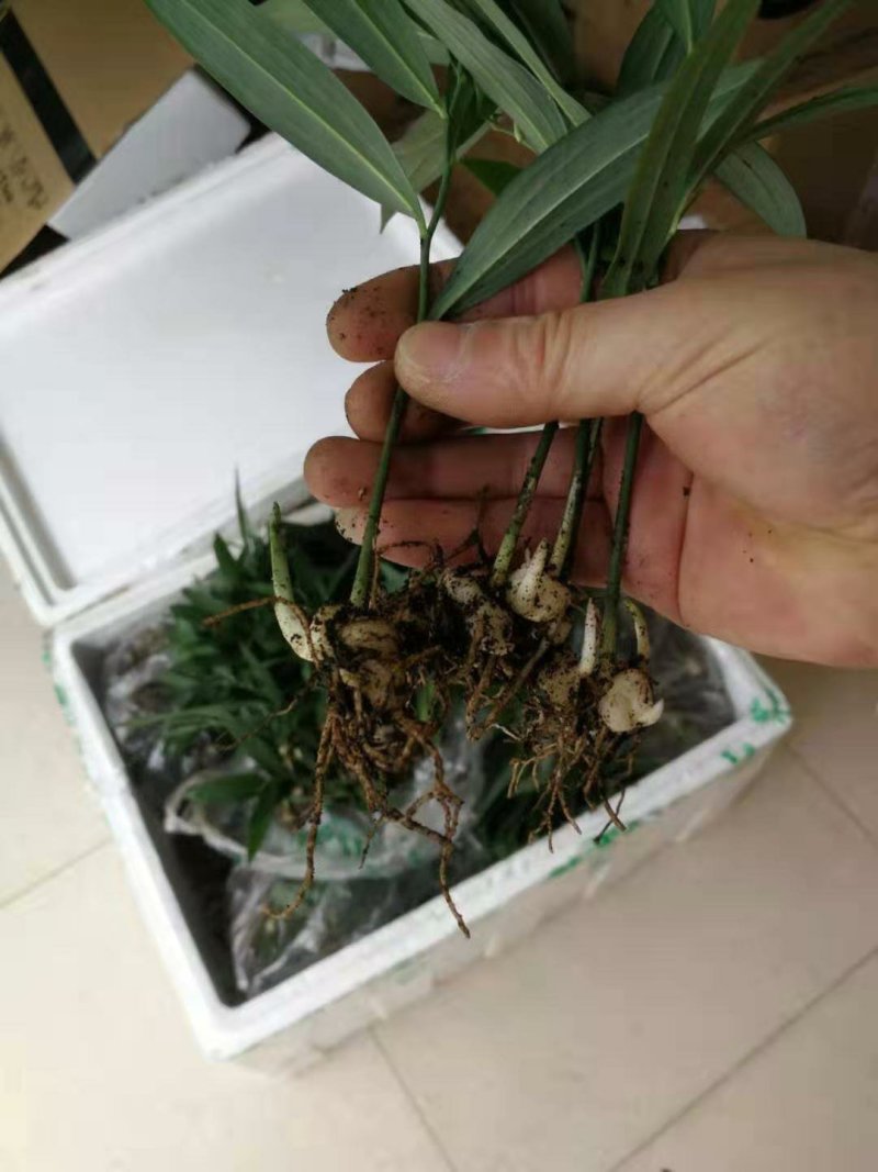 黄精种苗品种纯正高产大黄精