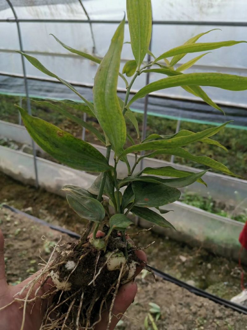 黄精种苗品种纯正高产大黄精