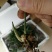 黄精种苗品种纯正高产大黄精
