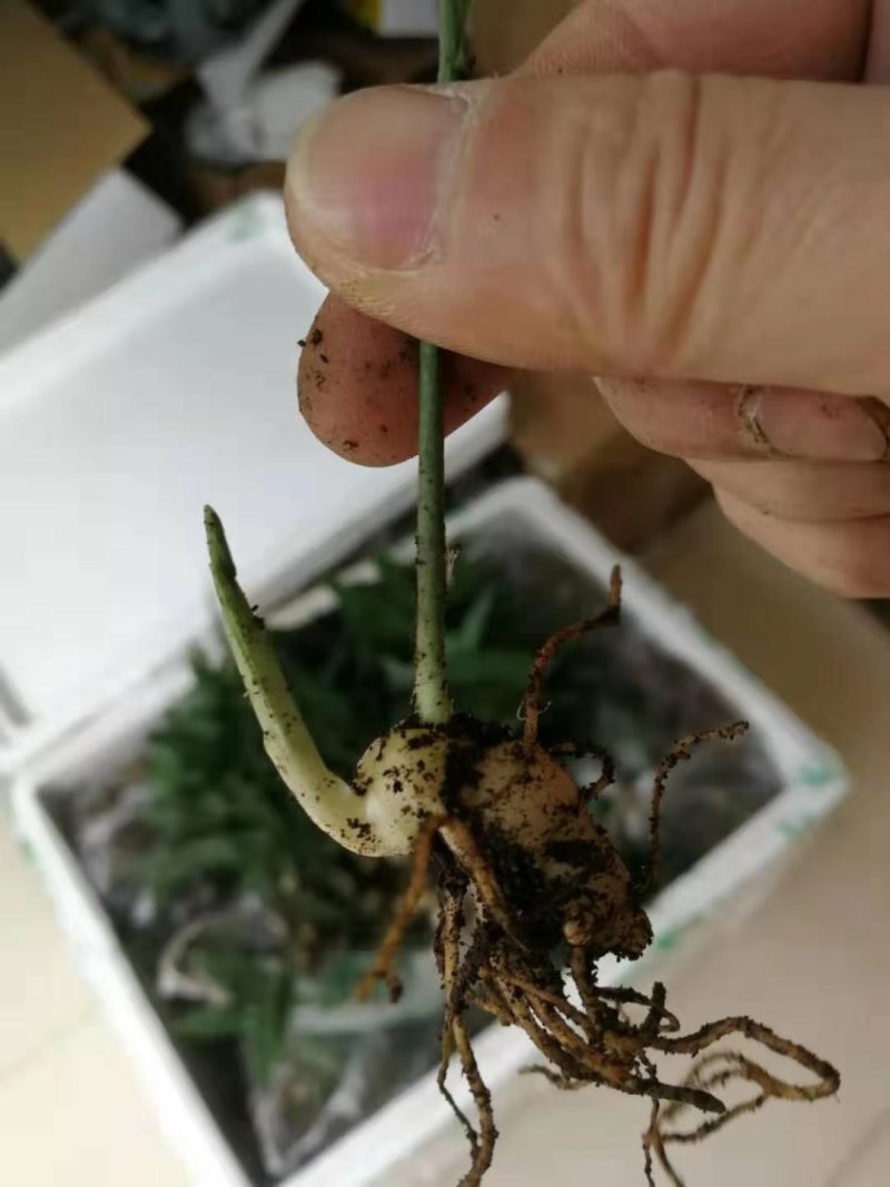 黄精种苗品种纯正高产大黄精