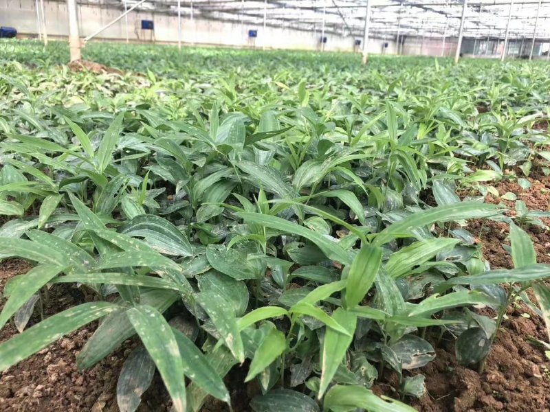 黄精种苗品种纯正高产大黄精