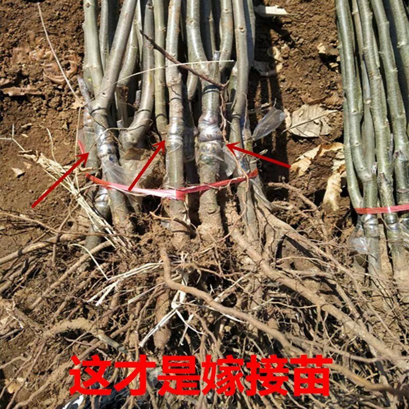 板栗苗优质嫁接苗盆栽地栽南北方种植