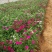 美国石竹杂交石竹山东草花基地常年供应优质宿根草花