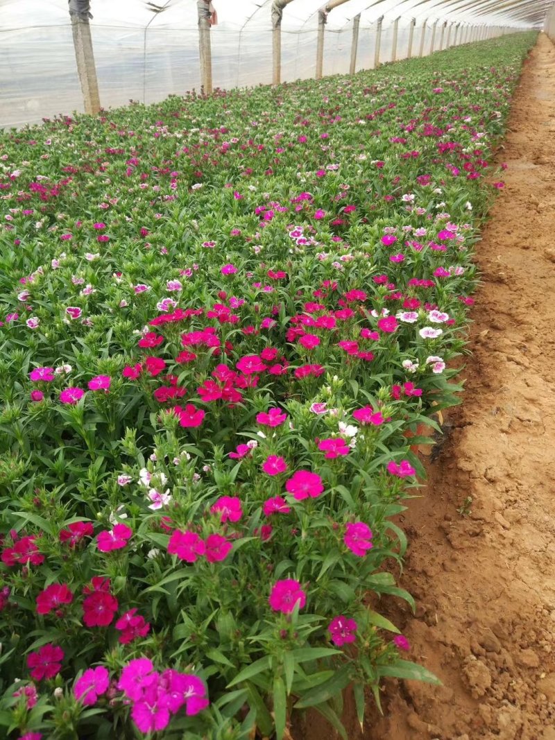美国石竹杂交石竹山东草花基地常年供应优质宿根草花