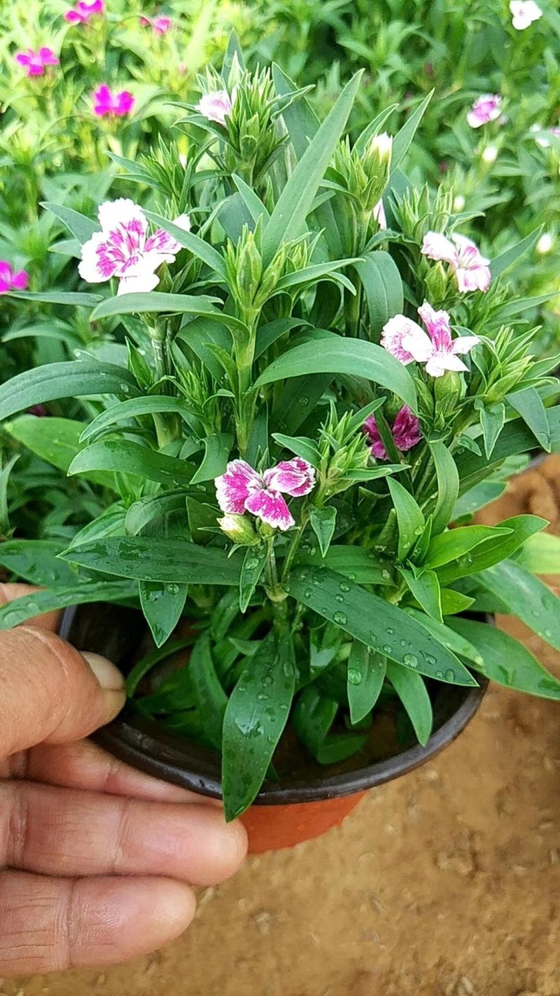 美国石竹杂交石竹山东草花基地常年供应优质宿根草花