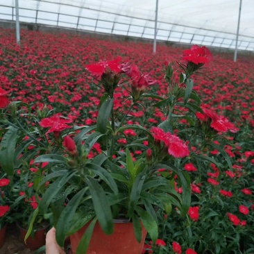 美国石竹杂交石竹山东草花基地常年供应优质宿根草花