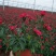 美国石竹杂交石竹山东草花基地常年供应优质宿根草花