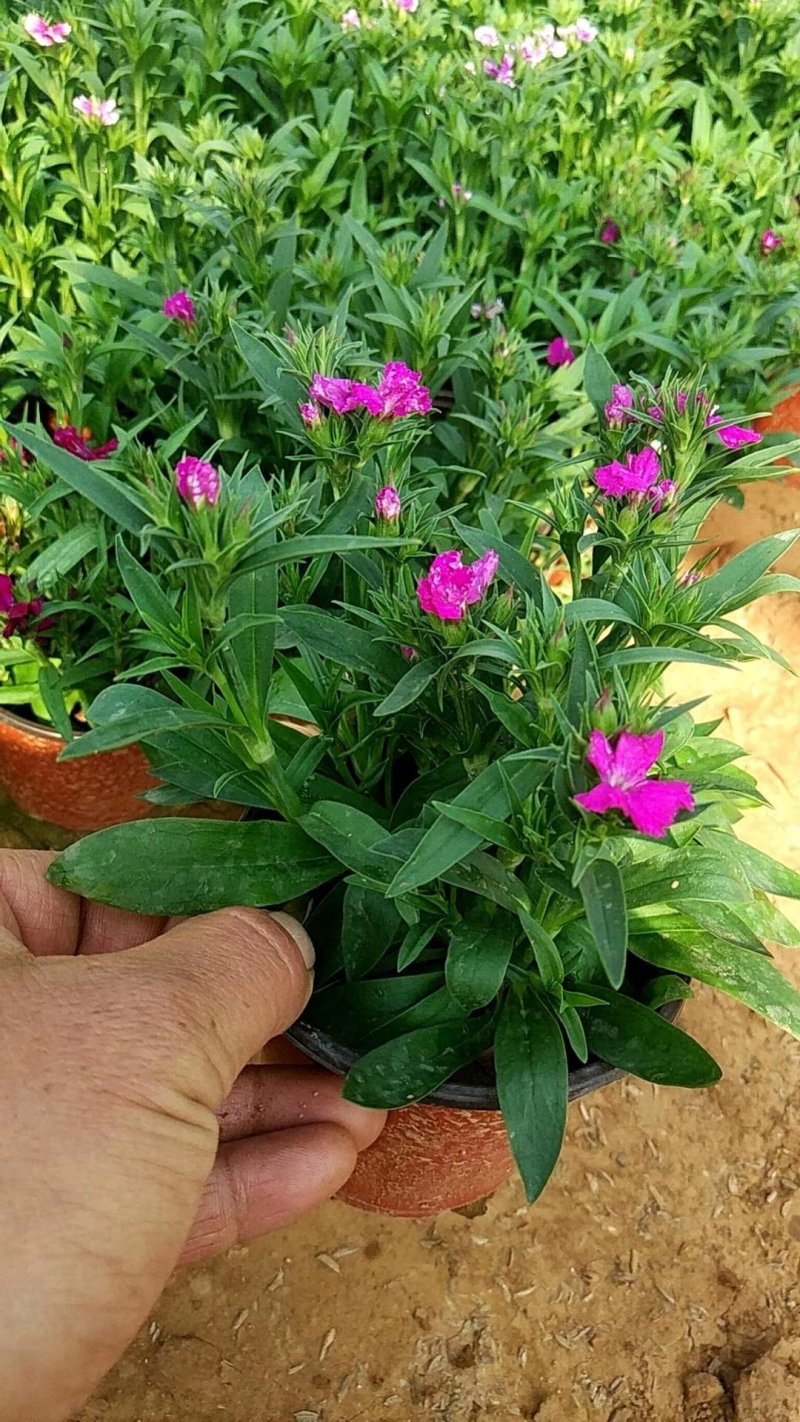 美国石竹杂交石竹山东草花基地常年供应优质宿根草花