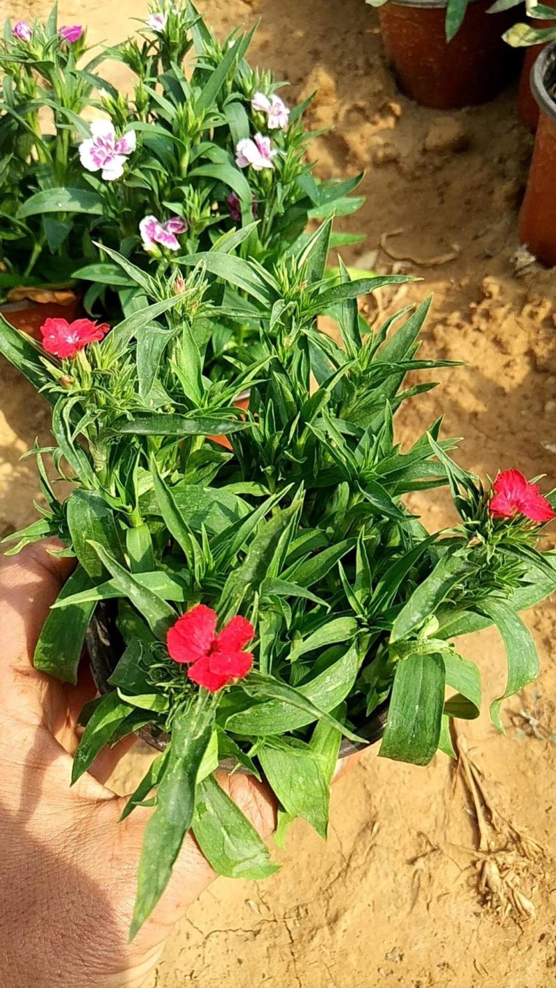 美国石竹杂交石竹山东草花基地常年供应优质宿根草花