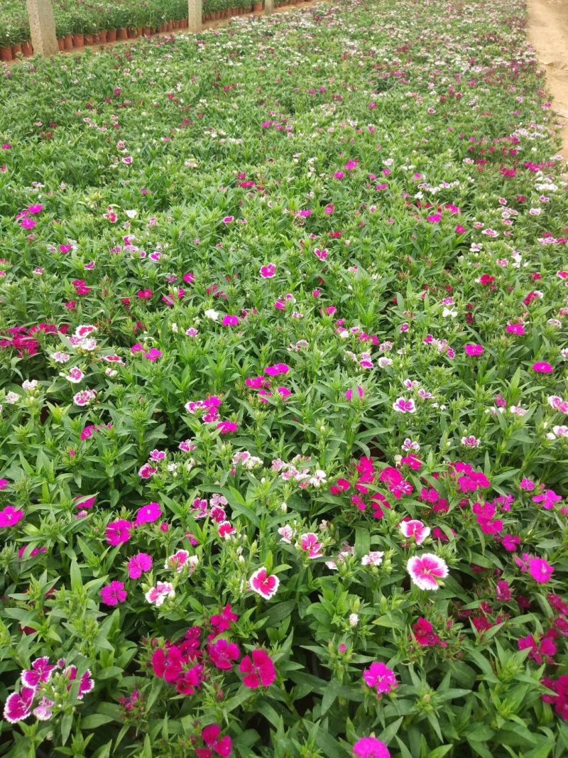 美国石竹杂交石竹山东草花基地常年供应优质宿根草花