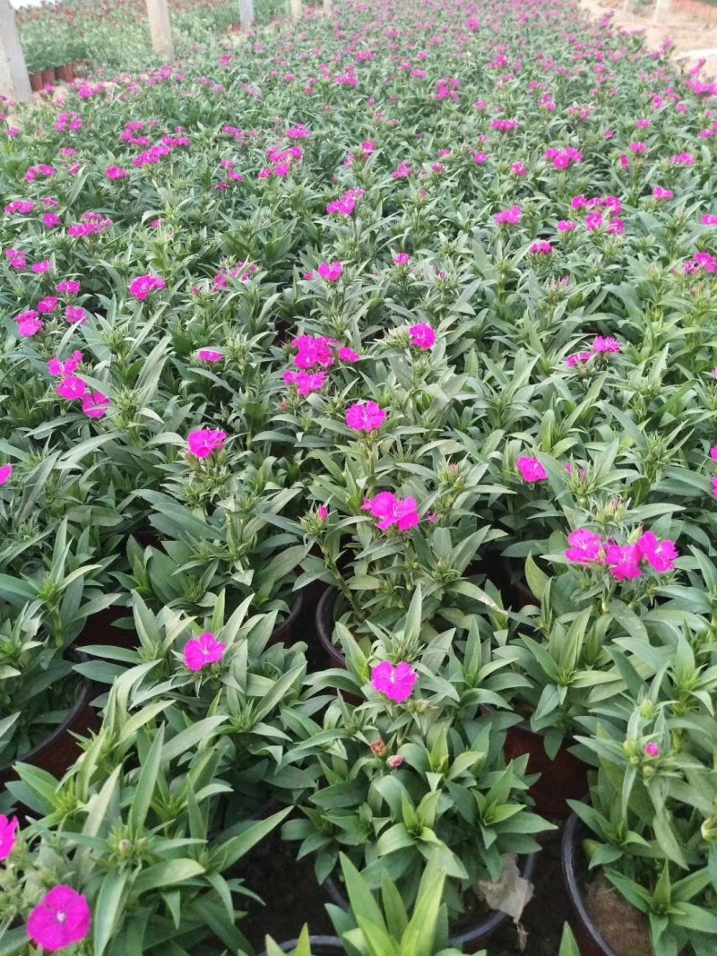 美国石竹杂交石竹山东草花基地常年供应优质宿根草花