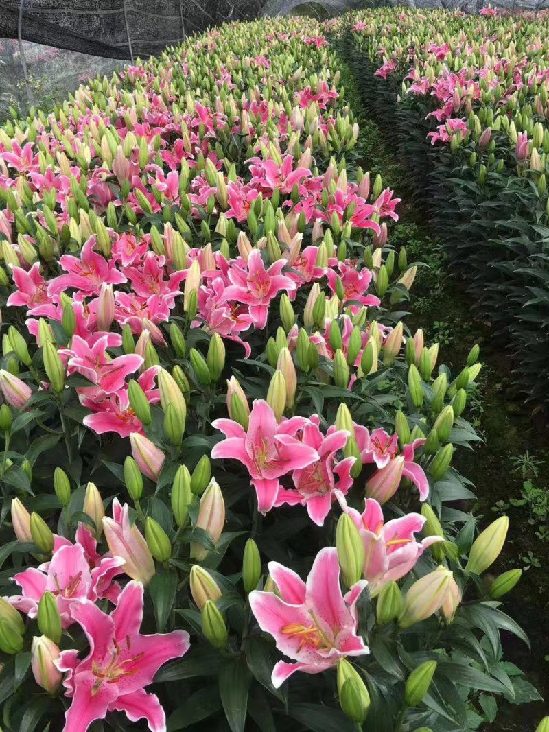 香水百合鲜切花黄百合粉百合基地大量供应保证质量售后