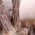 【精选文冠果苗】耐寒-35°适应性强，成活好根系发达