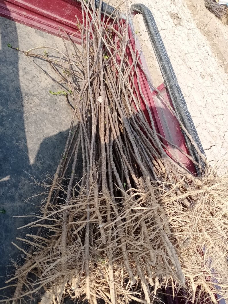 【精选文冠果苗】耐寒-35°适应性强，成活好根系发达