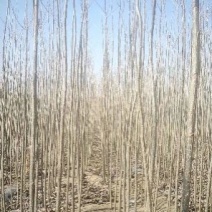 杨树