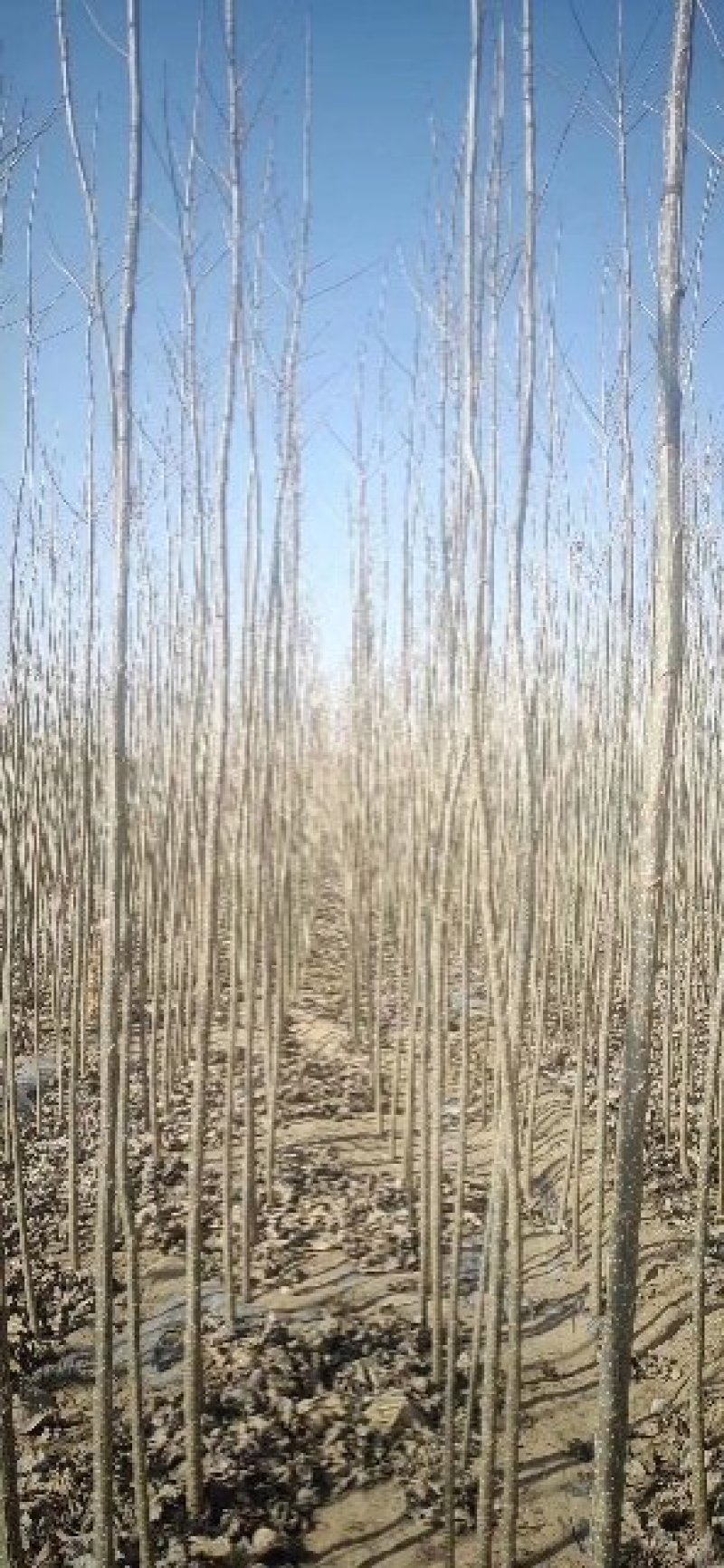 杨树