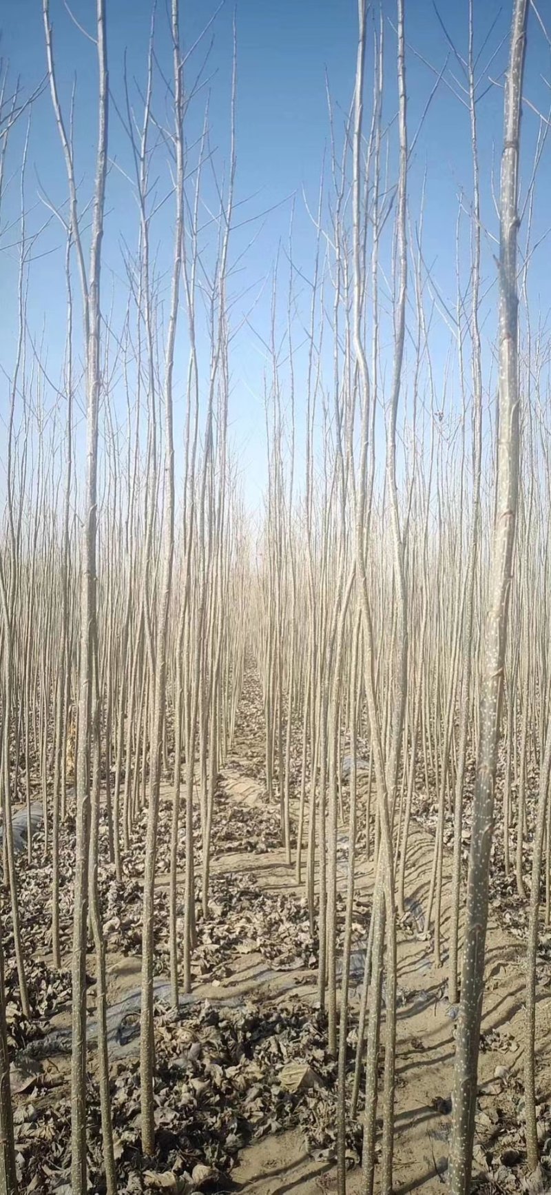 杨树