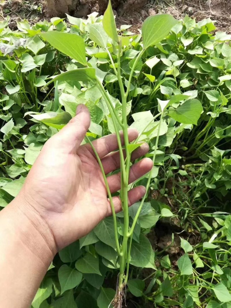 龙薯九红薯苗