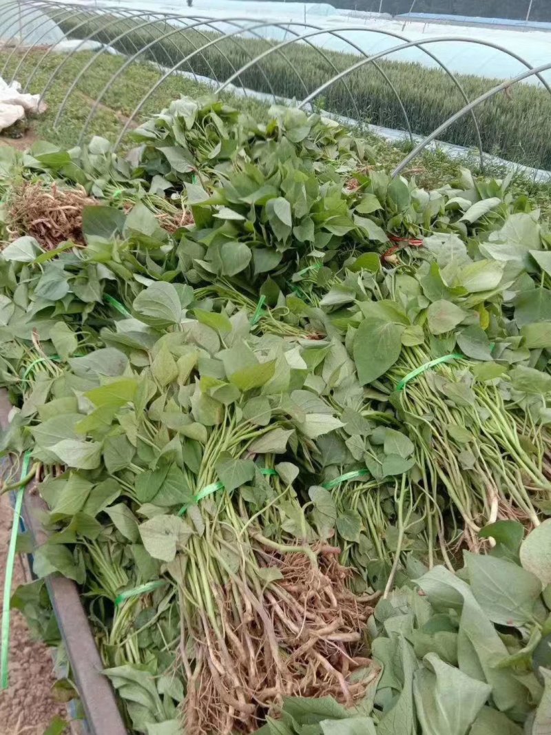 龙薯九红薯苗