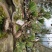 映山红，黑松，