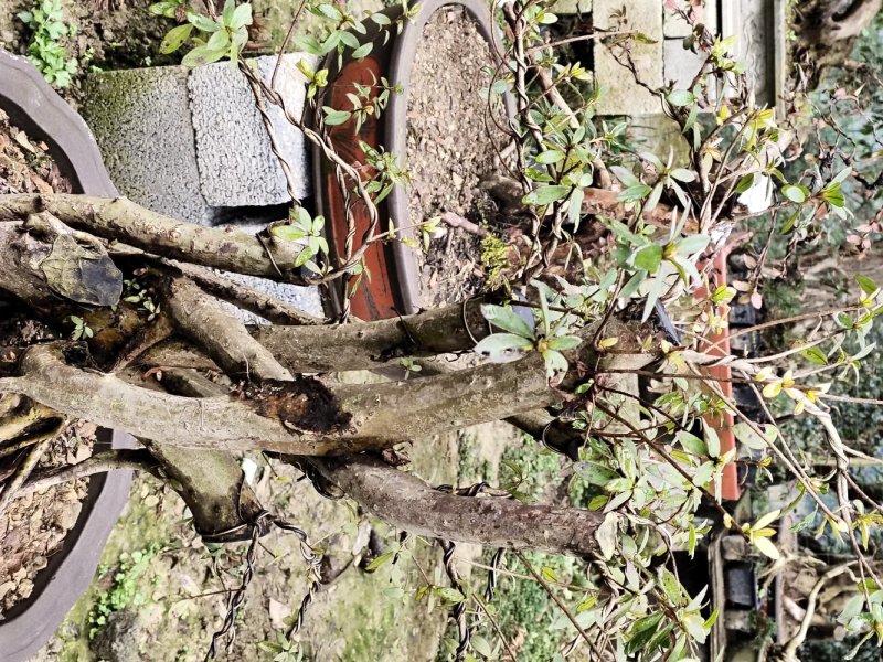 映山红，黑松，