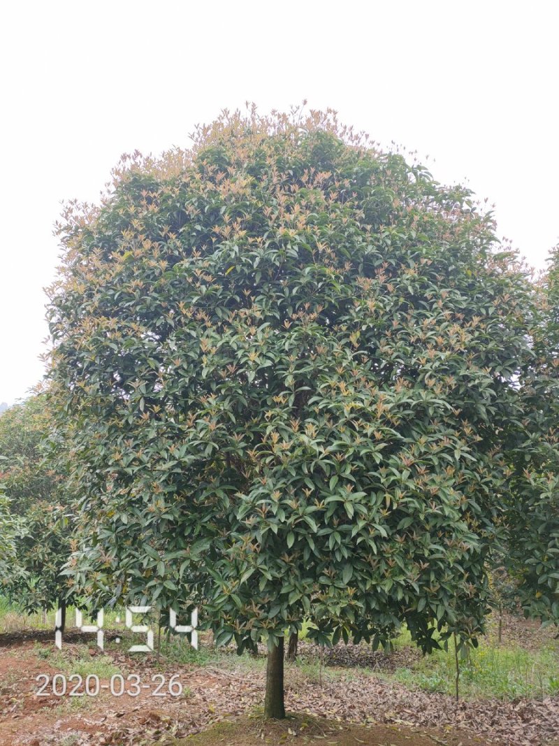 桂花:2-15桂花树，全年供应，支持线上保障交易