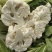 优质菜花.白花菜.实花.花椰菜.诚信代发全国各地
