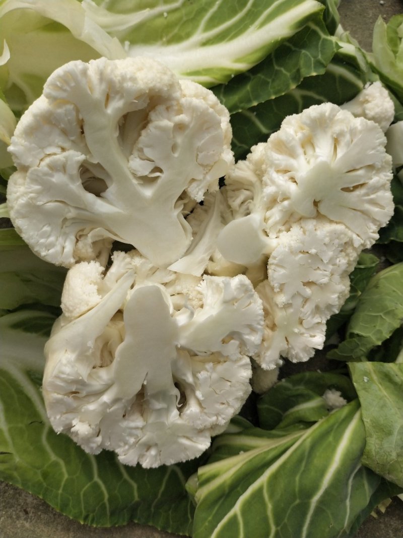 优质菜花.白花菜.实花.花椰菜.诚信代发全国各地