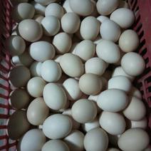 大量出售新鲜玉米蛋