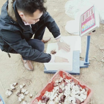 赤松茸包装发货