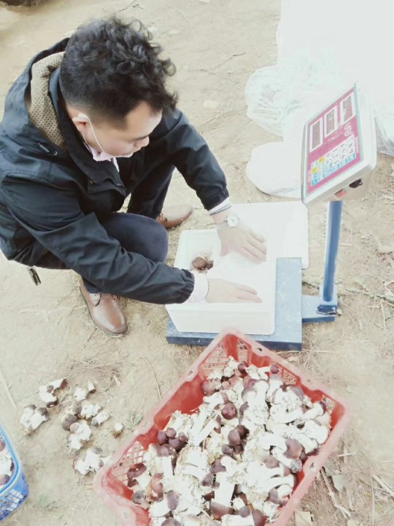 赤松茸包装发货