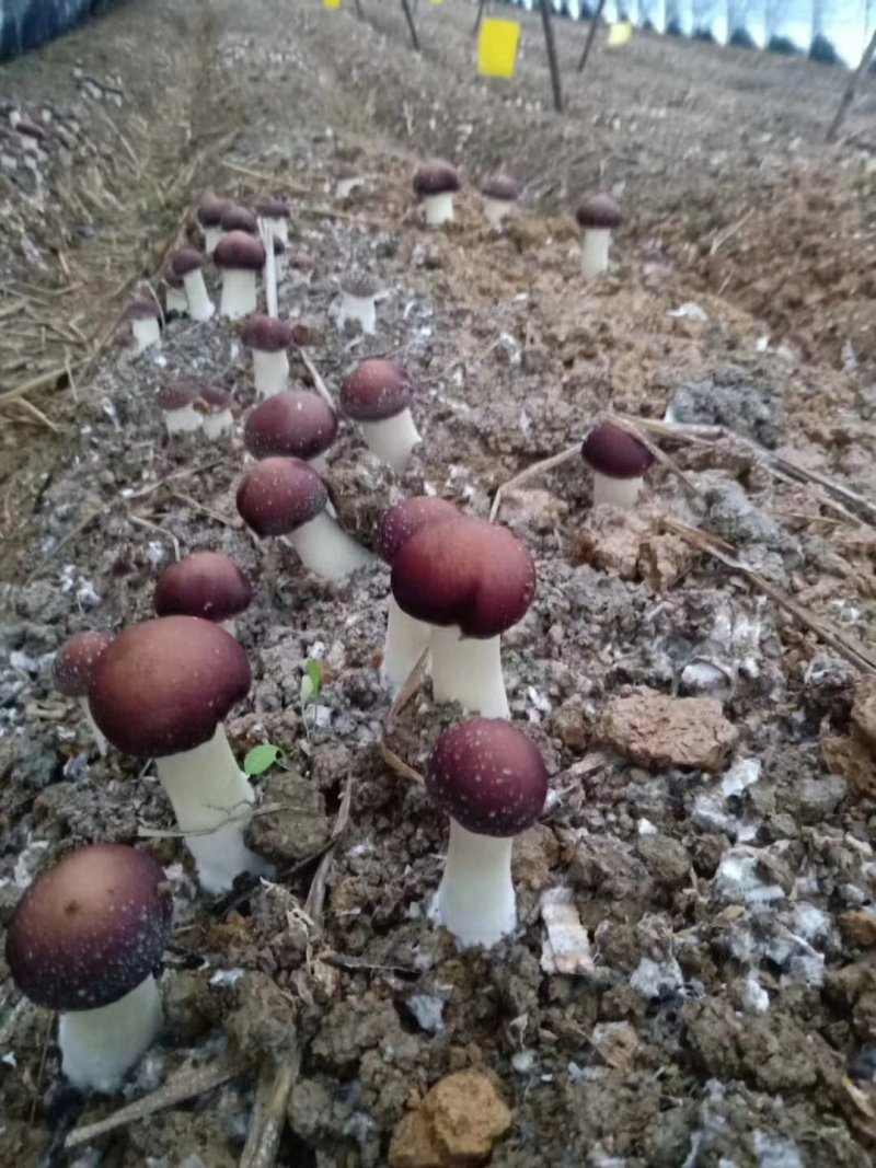 赤松茸包装发货