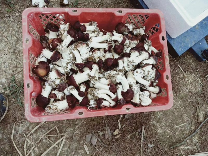 赤松茸包装发货