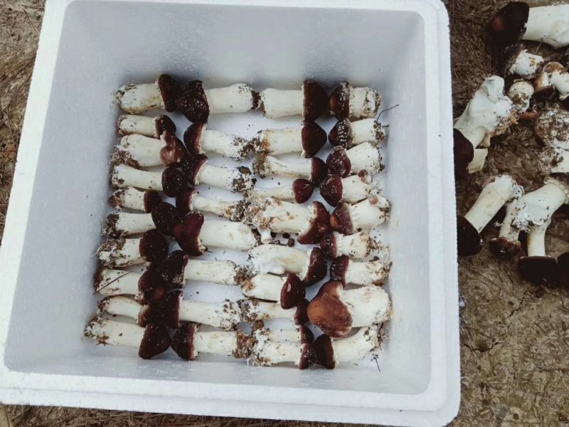 赤松茸包装发货