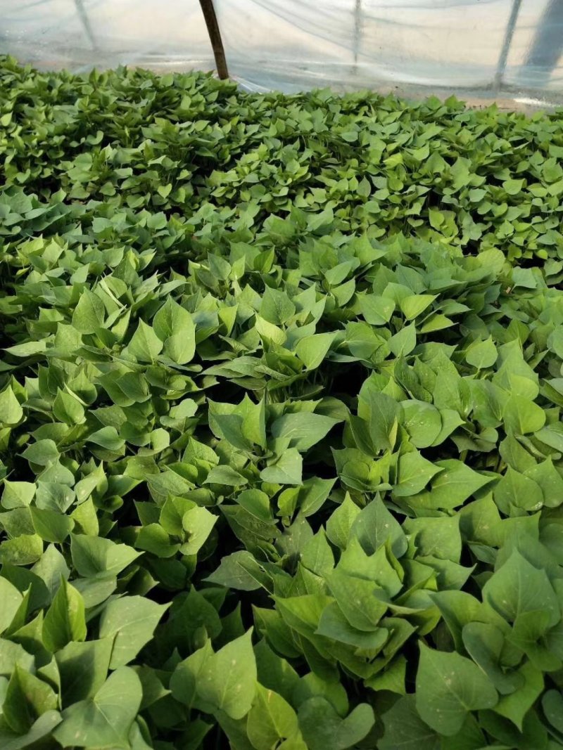 济薯25高淀粉型红薯苗泗水柳絮脱毒原种种薯育苗