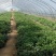 济薯25高淀粉型红薯苗泗水柳絮脱毒原种种薯育苗
