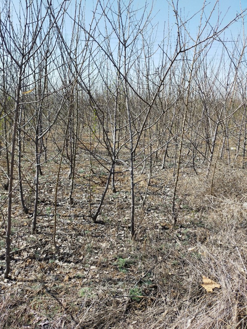 苹果树，红富士，红色之星苹果树