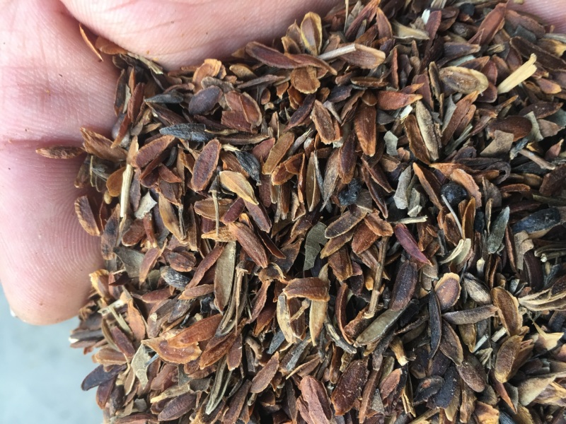 连翘种子，当年种子量大优惠