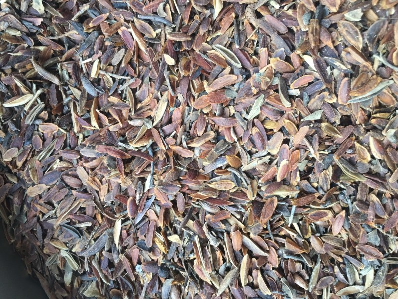 连翘种子，当年种子量大优惠