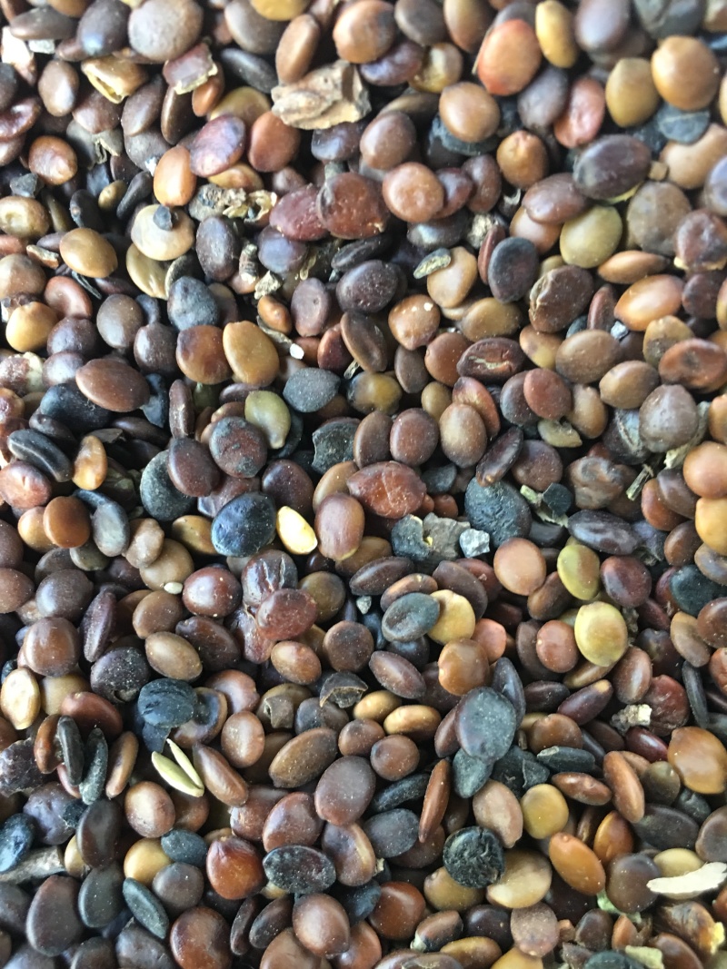国槐种子，当年种子价格优惠